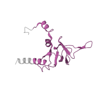 The deposited structure of PDB entry 6ip8 contains 1 copy of Pfam domain PF16906 (Ribosomal proteins L26 eukaryotic, L24P archaeal) in Large ribosomal subunit protein uL24. Showing 1 copy in chain AA [auth 2S].