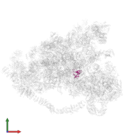 Small ribosomal subunit protein uS12A in PDB entry 6lqr, assembly 1, front view.