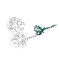 The deposited structure of PDB entry 6lqu contains 1 copy of Pfam domain PF08625 (Utp13 specific WD40 associated domain) in U3 small nucleolar RNA-associated protein 13. Showing 1 copy in chain JA [auth B3].