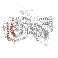 The deposited structure of PDB entry 6lqu contains 1 copy of Pfam domain PF03813 (Nrap protein domain 1) in U3 small nucleolar RNA-associated protein 22. Showing 1 copy in chain BB [auth RE].