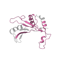 The deposited structure of PDB entry 6lu8 contains 1 copy of Pfam domain PF00673 (ribosomal L5P family C-terminus) in Large ribosomal subunit protein uL5. Showing 1 copy in chain V [auth N].