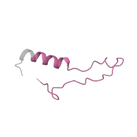 The deposited structure of PDB entry 6lu8 contains 1 copy of Pfam domain PF00832 (Ribosomal L39 protein) in Large ribosomal subunit protein eL39. Showing 1 copy in chain X [auth P].