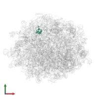 Large ribosomal subunit protein eL31 in PDB entry 6lu8, assembly 1, front view.