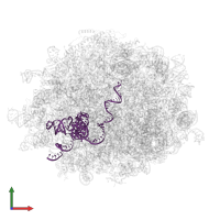 5.8S ribosomal RNA in PDB entry 6lu8, assembly 1, front view.