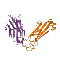 The deposited structure of PDB entry 6miy contains 4 copies of CATH domain 2.60.40.10 (Immunoglobulin-like) in Ig-like domain-containing protein. Showing 2 copies in chain B [auth D].