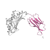 The deposited structure of PDB entry 6miy contains 2 copies of CATH domain 2.60.40.10 (Immunoglobulin-like) in Antigen-presenting glycoprotein CD1d1. Showing 1 copy in chain E.