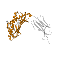 The deposited structure of PDB entry 6miy contains 2 copies of CATH domain 3.30.500.10 (Murine Class I Major Histocompatibility Complex, H2-DB; Chain A, domain 1) in Antigen-presenting glycoprotein CD1d1. Showing 1 copy in chain E.