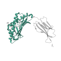 The deposited structure of PDB entry 6miy contains 2 copies of Pfam domain PF16497 (MHC-I family domain) in Antigen-presenting glycoprotein CD1d1. Showing 1 copy in chain E.