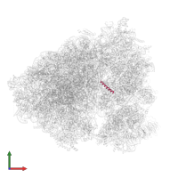 60S ribosomal protein L41 in PDB entry 6mtb, assembly 1, front view.