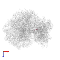 60S ribosomal protein L41 in PDB entry 6mtb, assembly 1, top view.