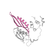 The deposited structure of PDB entry 6mtd contains 1 copy of Pfam domain PF00333 (Ribosomal protein S5, N-terminal domain) in Small ribosomal subunit protein uS5. Showing 1 copy in chain BB [auth CC].