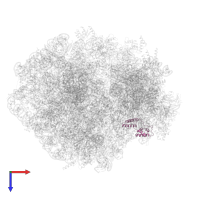 Small ribosomal subunit protein uS15 in PDB entry 6mtd, assembly 1, top view.