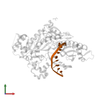 DNA (5'-D(*AP*CP*GP*GP*CP*TP*CP*AP*CP*AP*CP*T)-3') in PDB entry 6mxo, assembly 1, front view.