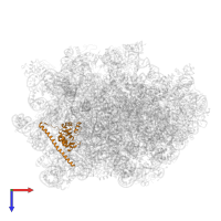 Large ribosomal subunit protein uL30A in PDB entry 6n8o, assembly 1, top view.