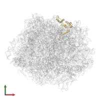 Large ribosomal subunit protein eL13A in PDB entry 6n8o, assembly 1, front view.