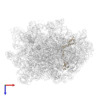 Large ribosomal subunit protein eL19A in PDB entry 6n8o, assembly 1, top view.