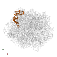 5S ribosomal RNA in PDB entry 6n8o, assembly 1, front view.