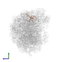 Large ribosomal subunit protein eL21A in PDB entry 6n8o, assembly 1, side view.