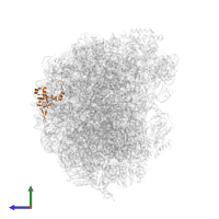 Large ribosomal subunit protein uL24A in PDB entry 6n8o, assembly 1, side view.