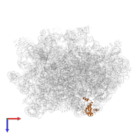 Large ribosomal subunit protein uL24A in PDB entry 6n8o, assembly 1, top view.