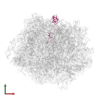 Large ribosomal subunit protein uL15 in PDB entry 6n8o, assembly 1, front view.