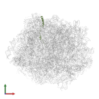 Large ribosomal subunit protein eL29 in PDB entry 6n8o, assembly 1, front view.