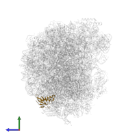 Large ribosomal subunit protein eL31A in PDB entry 6n8o, assembly 1, side view.