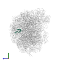 Large ribosomal subunit protein eL33A in PDB entry 6n8o, assembly 1, side view.