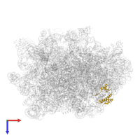 Large ribosomal subunit protein uL29A in PDB entry 6n8o, assembly 1, top view.