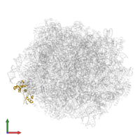 Large ribosomal subunit protein uL11A in PDB entry 6n8o, assembly 1, front view.