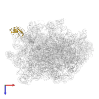 Large ribosomal subunit protein uL11A in PDB entry 6n8o, assembly 1, top view.