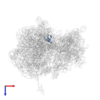 Large ribosomal subunit protein uL14 in PDB entry 6n9e, assembly 2, top view.