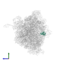 Large ribosomal subunit protein uL13 in PDB entry 6n9e, assembly 2, side view.