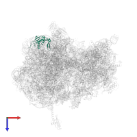 Large ribosomal subunit protein uL13 in PDB entry 6n9e, assembly 2, top view.