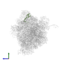 Small ribosomal subunit protein uS13 in PDB entry 6nta, assembly 1, side view.