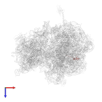 Large ribosomal subunit protein bL32 in PDB entry 6nta, assembly 1, top view.