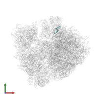 Large ribosomal subunit protein bL33 in PDB entry 6nta, assembly 1, front view.