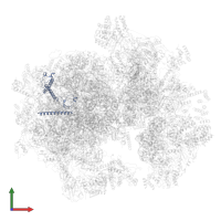 Large ribosomal subunit protein uL29m in PDB entry 6nu2, assembly 1, front view.