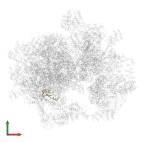 Large ribosomal subunit protein bL35m in PDB entry 6nu2, assembly 1, front view.