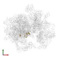 Large ribosomal subunit protein uL10m in PDB entry 6nu2, assembly 1, front view.