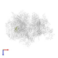 Large ribosomal subunit protein bL32m in PDB entry 6nu3, assembly 1, top view.