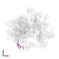 Large ribosomal subunit protein mL62 in PDB entry 6nu3, assembly 1, front view.