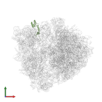 Small ribosomal subunit protein uS13 in PDB entry 6nwy, assembly 1, front view.