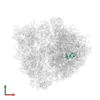 Large ribosomal subunit protein uL13 in PDB entry 6nwy, assembly 1, front view.