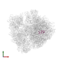 Large ribosomal subunit protein uL13 in PDB entry 6o3m, assembly 1, front view.