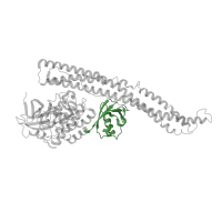 The deposited structure of PDB entry 6o8b contains 2 copies of CATH domain 3.10.20.90 (Ubiquitin-like (UB roll)) in Serine/threonine-protein kinase TBK1. Showing 1 copy in chain D [auth B].