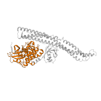 The deposited structure of PDB entry 6o8b contains 2 copies of Pfam domain PF00069 (Protein kinase domain) in Serine/threonine-protein kinase TBK1. Showing 1 copy in chain D [auth B].