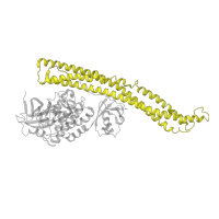 The deposited structure of PDB entry 6o8b contains 2 copies of Pfam domain PF18394 (TANK-binding kinase 1 coiled-coil domain 1) in Serine/threonine-protein kinase TBK1. Showing 1 copy in chain D [auth B].