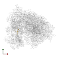 Small ribosomal subunit protein eS26 in PDB entry 6olf, assembly 1, front view.