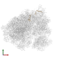 Large ribosomal subunit protein eL24 in PDB entry 6olg, assembly 1, front view.